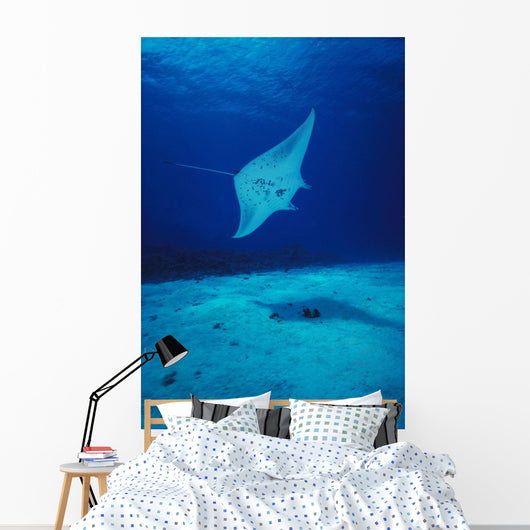 Hawaii, Common Manta Ray Swims Over Sand Bottom Wall Mural