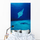 Hawaii, Common Manta Ray Swims Over Sand Bottom Wall Mural
