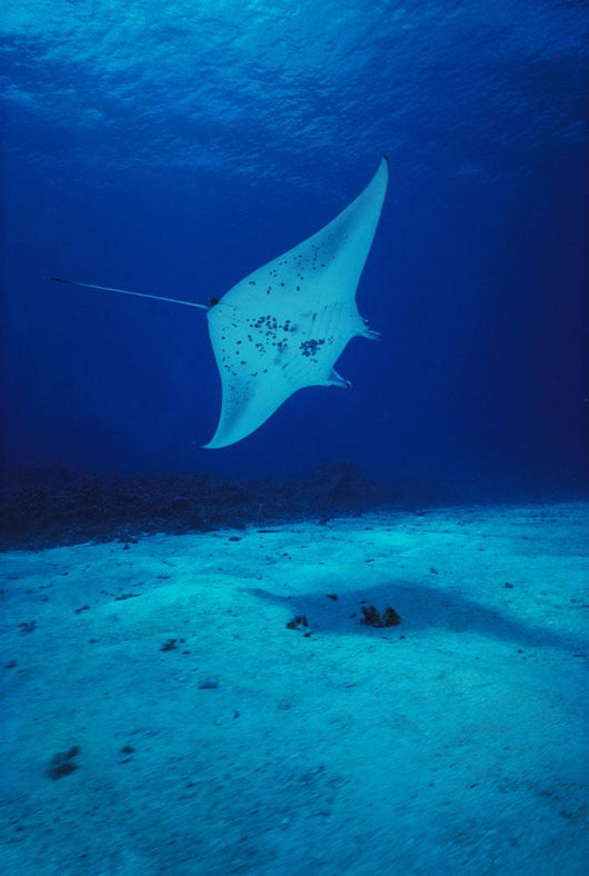 Hawaii, Common Manta Ray Swims Over Sand Bottom Wall Mural