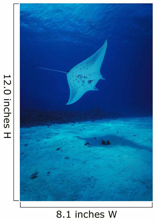 Hawaii, Common Manta Ray Swims Over Sand Bottom Wall Mural
