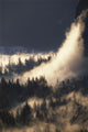 Ground Fog And Pine Trees In Yosemite Valley Wall Mural