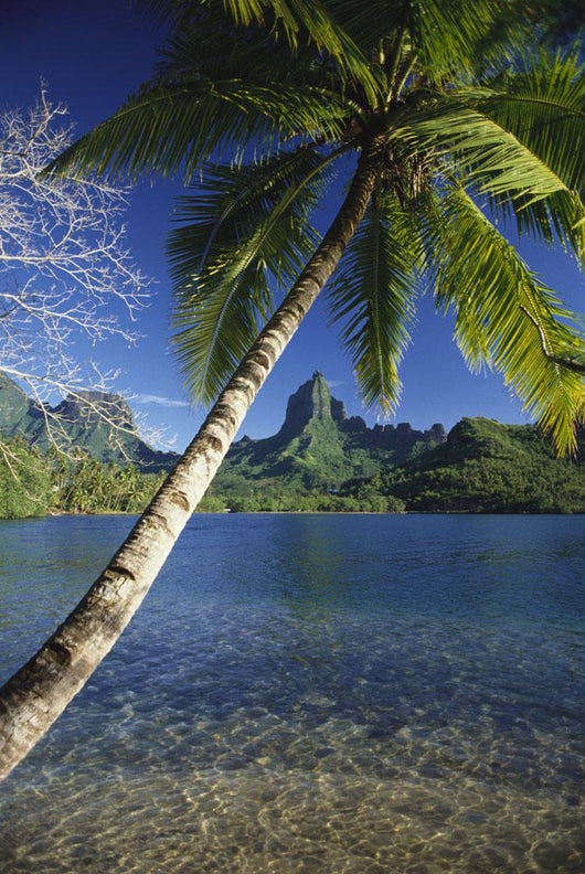 Scenic View Of Clear Bay And Palm Trees Wall Mural
