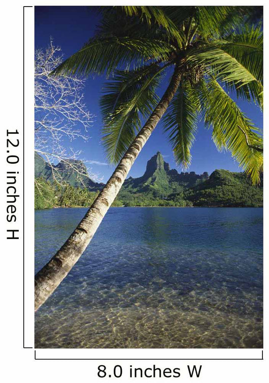 Scenic View Of Clear Bay And Palm Trees Wall Mural