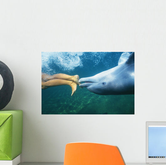 Underwater View Wall Mural