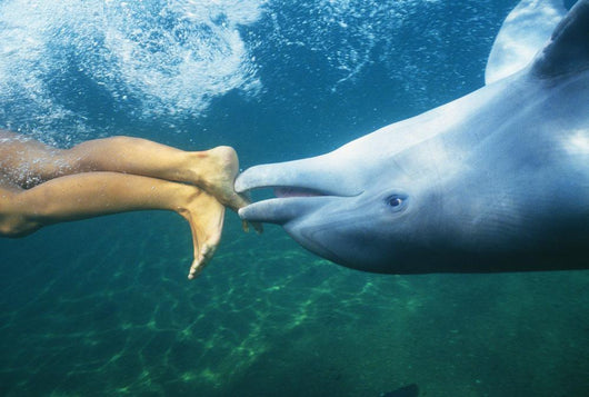 Underwater View Wall Mural