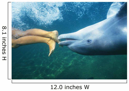 Underwater View Wall Mural