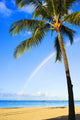Hawaii, Oahu, Honolulu, Ala Moana Beach Park, Palm Tree And Rainbow Wall Mural