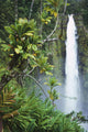 Hawaii, Big Island, Akaka Falls Surounded By Ti-Leafs And Greenery Wall Mural