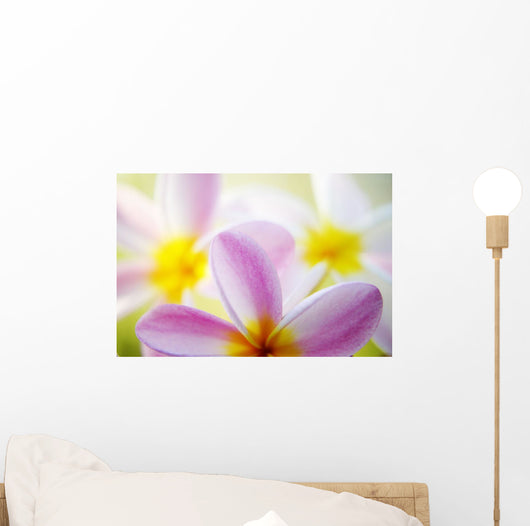 Pink Plumeria Flowers With Yellow Centers, Interesting Angle And Blur Wall Mural
