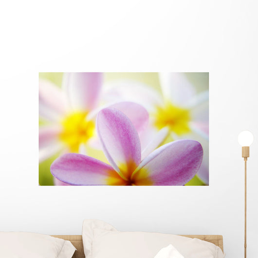 Pink Plumeria Flowers With Yellow Centers, Interesting Angle And Blur Wall Mural