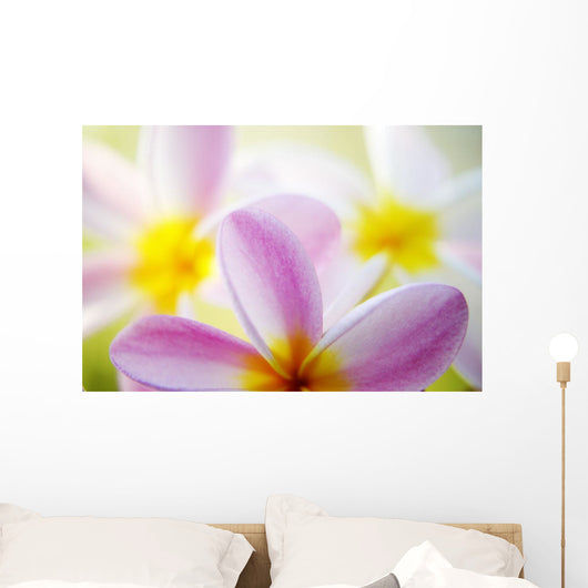 Pink Plumeria Flowers With Yellow Centers, Interesting Angle And Blur Wall Mural
