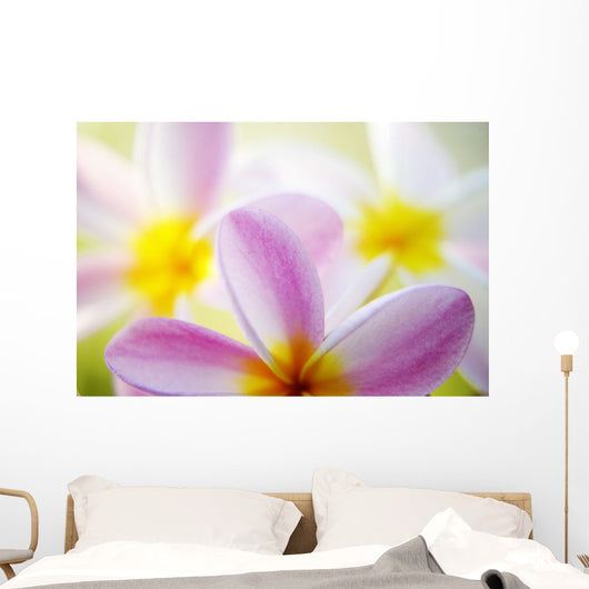 Pink Plumeria Flowers With Yellow Centers, Interesting Angle And Blur Wall Mural