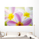 Pink Plumeria Flowers With Yellow Centers, Interesting Angle And Blur Wall Mural