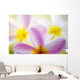 Pink Plumeria Flowers With Yellow Centers, Interesting Angle And Blur Wall Mural