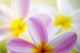 Pink Plumeria Flowers With Yellow Centers, Interesting Angle And Blur Wall Mural