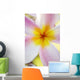 Pink Plumeria Flower With Yellow Center, Extreme Close-Up, Soft Focus Wall Mural