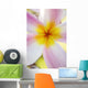 Pink Plumeria Flower With Yellow Center, Extreme Close-Up, Soft Focus Wall Mural