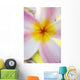 Pink Plumeria Flower With Yellow Center, Extreme Close-Up, Soft Focus Wall Mural