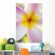 Pink Plumeria Flower With Yellow Center, Extreme Close-Up, Soft Focus Wall Mural