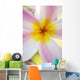 Pink Plumeria Flower With Yellow Center, Extreme Close-Up, Soft Focus Wall Mural