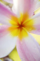 Pink Plumeria Flower With Yellow Center, Extreme Close-Up, Soft Focus Wall Mural