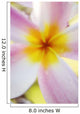 Pink Plumeria Flower With Yellow Center, Extreme Close-Up, Soft Focus Wall Mural