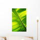 Close-Up Of Bright Green Banana Leaf Pattern Forms Off The Main Rib Wall Mural