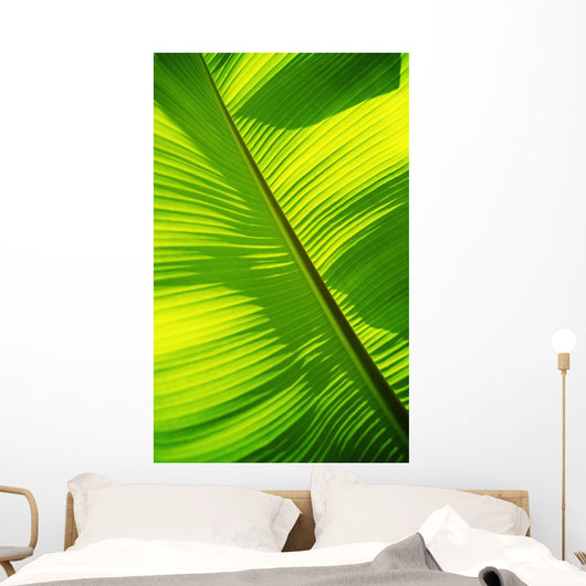 Close-Up Of Bright Green Banana Leaf Pattern Forms Off The Main Rib Wall Mural