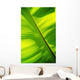 Close-Up Of Bright Green Banana Leaf Pattern Forms Off The Main Rib Wall Mural