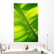 Close-Up Of Bright Green Banana Leaf Pattern Forms Off The Main Rib Wall Mural