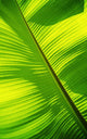 Close-Up Of Bright Green Banana Leaf Pattern Forms Off The Main Rib Wall Mural