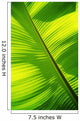 Close-Up Of Bright Green Banana Leaf Pattern Forms Off The Main Rib Wall Mural