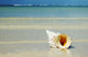 Tropical Seashell On The Beach With Gorgeous Clear Blue Ocean Behind Wall Mural