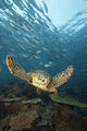 Green Sea Turtle Surrounded By Schooling Bigeye Jacks Wall Mural