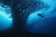 Micronesia, Palau, Scuba Diver With Schooling Bigeye Jacks Wall Mural