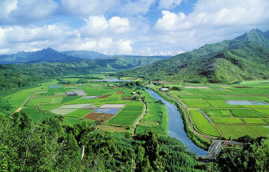 Hawaii, Kauai, Hanalei Valley Taro Fields And Wildlife Refuge Wall Mural