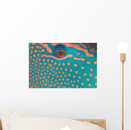 Indonesia, Extreme Close-Up Eye Of Bicolor Parrotfish Wall Mural