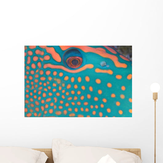 Indonesia, Extreme Close-Up Eye Of Bicolor Parrotfish Wall Mural