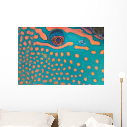 Indonesia, Extreme Close-Up Eye Of Bicolor Parrotfish Wall Mural