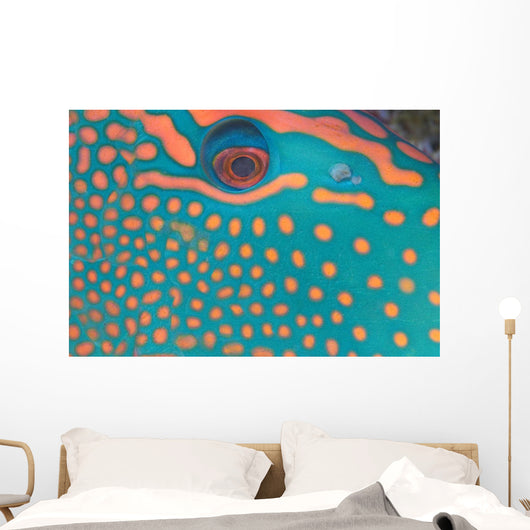 Indonesia, Extreme Close-Up Eye Of Bicolor Parrotfish Wall Mural