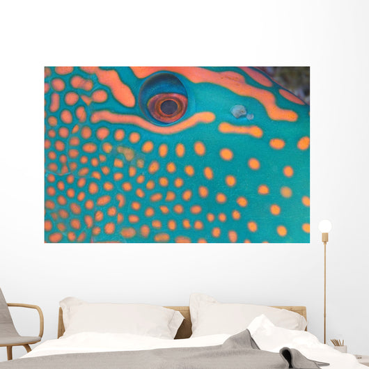 Indonesia, Extreme Close-Up Eye Of Bicolor Parrotfish Wall Mural