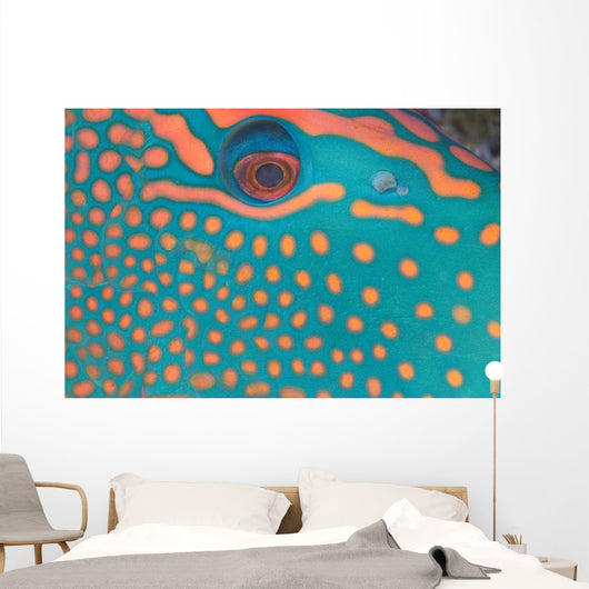 Indonesia, Extreme Close-Up Eye Of Bicolor Parrotfish Wall Mural