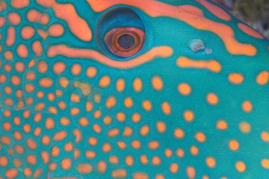 Indonesia, Extreme Close-Up Eye Of Bicolor Parrotfish Wall Mural