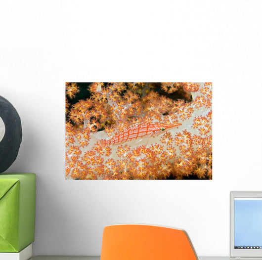 Malaysia, Sipidan Island, Longnose Hawkfish On Alcyonarian Coral Wall Mural