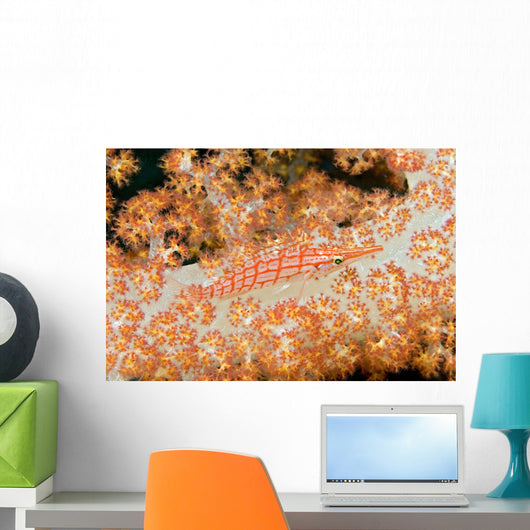 Malaysia, Sipidan Island, Longnose Hawkfish On Alcyonarian Coral Wall Mural