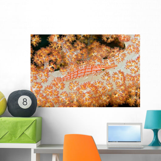 Malaysia, Sipidan Island, Longnose Hawkfish On Alcyonarian Coral Wall Mural