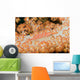 Malaysia, Sipidan Island, Longnose Hawkfish On Alcyonarian Coral Wall Mural