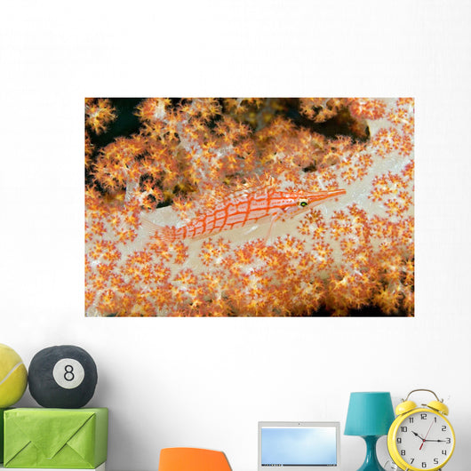 Malaysia, Sipidan Island, Longnose Hawkfish On Alcyonarian Coral Wall Mural