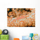 Malaysia, Sipidan Island, Longnose Hawkfish On Alcyonarian Coral Wall Mural