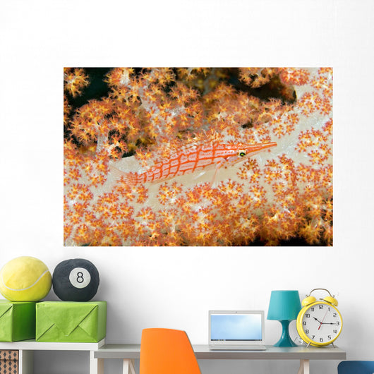 Malaysia, Sipidan Island, Longnose Hawkfish On Alcyonarian Coral Wall Mural